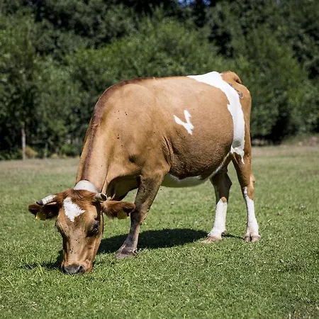 ゲストハウス Farma Sotira