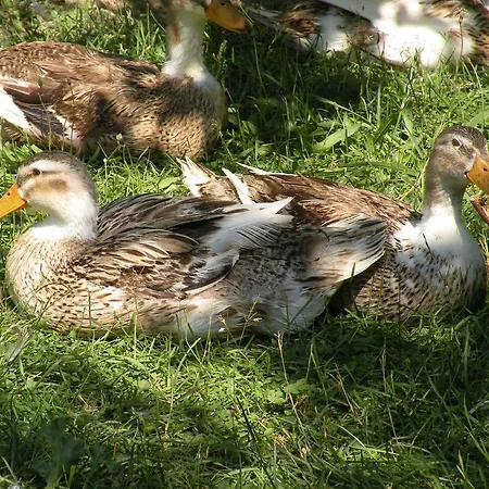 Vendégház Farma Sotira Leskovik